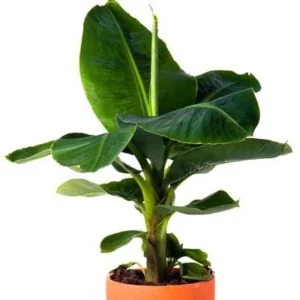 3 Dwarf Cavendish Banana Plant Plugs - Live Tropical Fruit Trees, Cold Hardy - Image 5