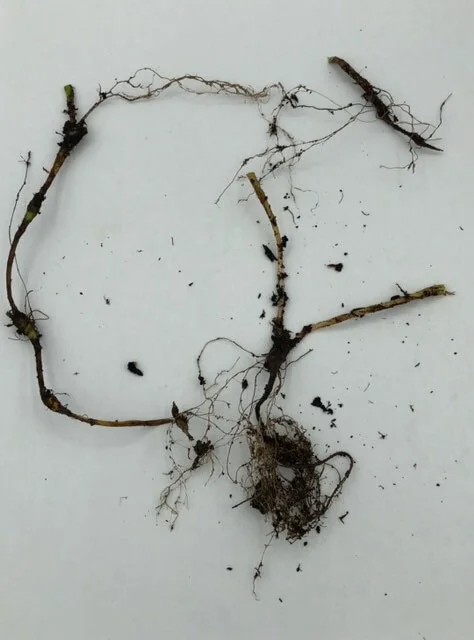 3 Dwarf Crested Iris Bare Root Plants - Organic Wildflower - Image 8