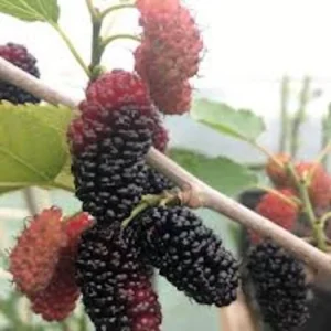3 Dwarf Everbearing Mulberry Tree Starters - Bare Root, Cold Hardy Live Plant - Image 8