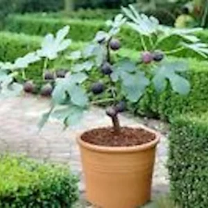 3 Dwarf Fig Tree Starter Plants - Fignomenal Variety, Self-Fertile, Perennial - Image 1