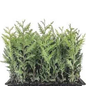 3 Emerald Green Arborvitae Live Trees - Thuja Privacy Evergreen Starter Plants, Bare Root - Image 6