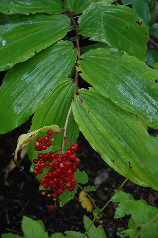 3 False Solomon's Seal Bare Root Plants - Organic Wildflower Perennial - Image 5