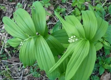 3 False Solomon's Seal Bare Root Plants - Organic Wildflower Perennial - Image 8