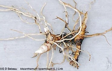 3 False Solomon's Seal Bare Root Plants - Organic Wildflower Perennial - Image 9