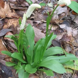 3 False Unicorn Plants Bare Root - Chamaelirium Luteum - Organic Wildflower Native Star Root - Image 2