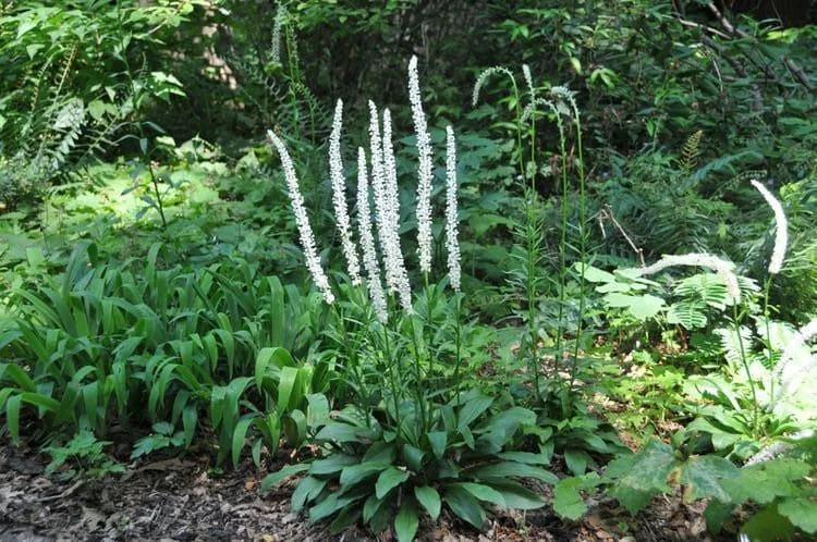 3 False Unicorn Plants Bare Root - Chamaelirium Luteum - Organic Wildflower Native Star Root - Image 4