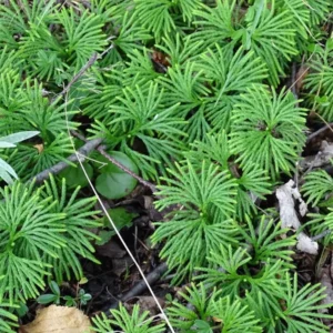 3 Fan Clubmoss Ground Cedar Bare Root - Evergreen Ground Cover Vine - Image 6