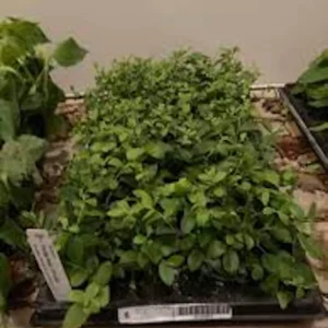 3 Florida Rose Rabbiteye Blueberry Live Plant - Highbush Fruit Perennial - Image 3