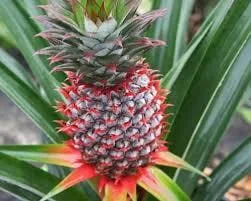 3 Florida Special Pineapple Plant Starter - Bare Root Live Fruit Plant, Ananas Colossus - Image 2