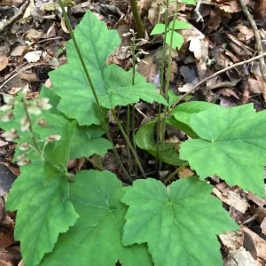 3 Foam Flower Plants (Tiarella Cordifolia) – Bare Root, Shade Loving Perennial - Image 4