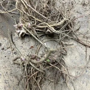 3 Foam Flower Plants (Tiarella Cordifolia) – Bare Root, Shade Loving Perennial - Image 6