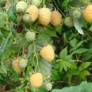 3 Golden Anne Raspberry Starter Plug - Everbearing Yellow Rubus idaeus Live Plants - Image 4