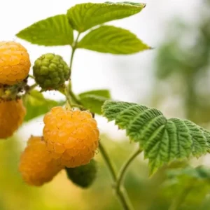 3 Golden Anne Raspberry Starter Plug - Everbearing Yellow Rubus idaeus Live Plants - Image 6