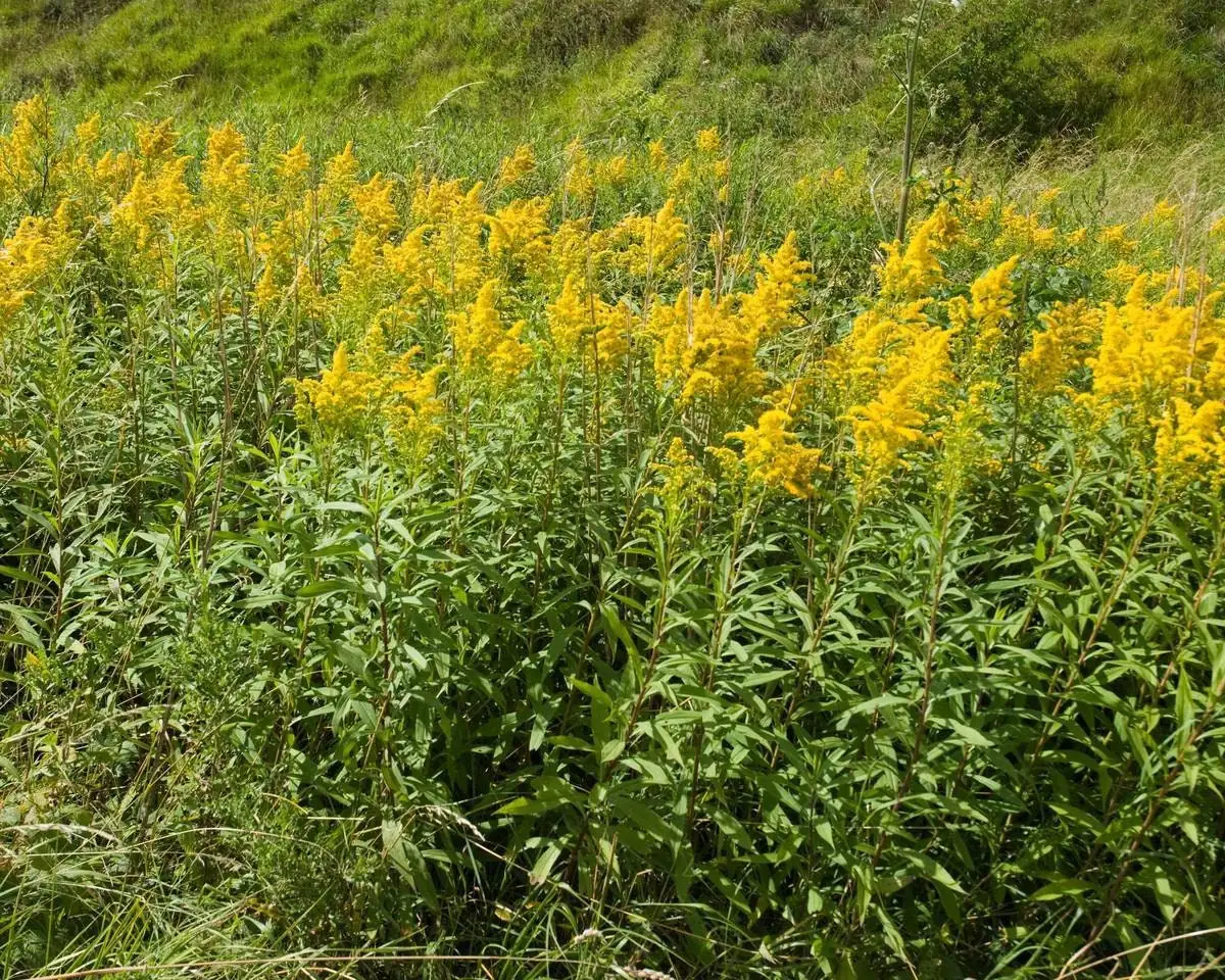 3 Goldenrod Bare Root Plants - Solidago Wildflower for Monarchs - Image 1