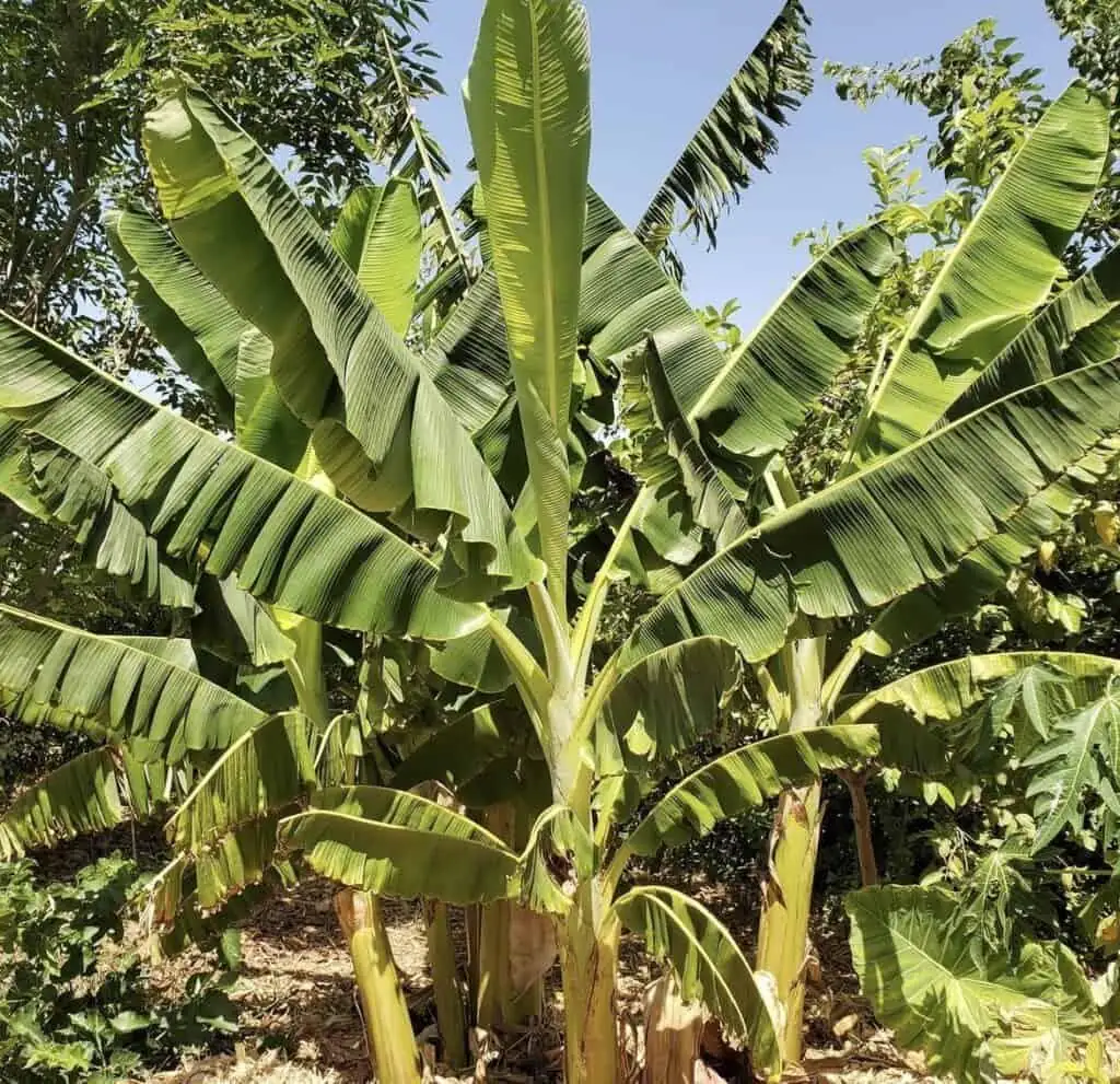 3 Goldfinger Banana Starter Plug FHIA-01 - Disease Resistant Live Plant - Image 2