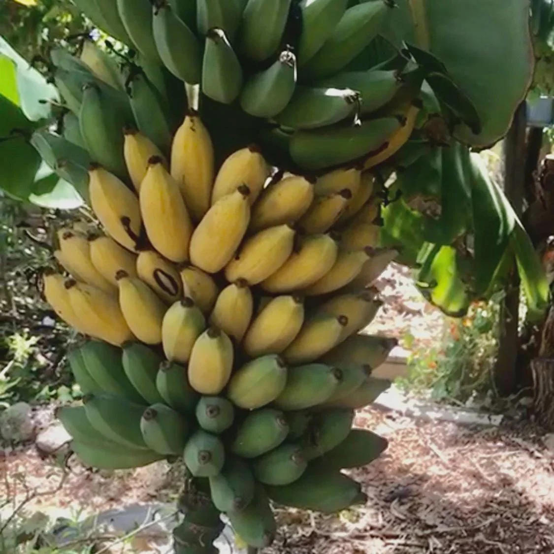 3 Goldfinger Banana Starter Plug FHIA-01 - Disease Resistant Live Plant - Image 1