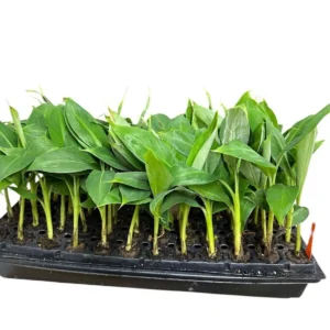 3 Gran Nain Banana Tree Live Plants - Dwarf Musa acuminata 'Grand Nain' Starter Plants - Image 4