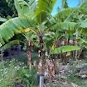 3 Gran Nain Banana Tree Live Plants - Dwarf Musa acuminata 'Grand Nain' Starter Plants - Image 6