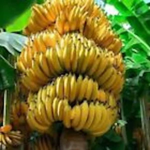 3 Gran Nain Banana Tree Live Plants - Dwarf Musa acuminata 'Grand Nain' Starter Plants - Image 7