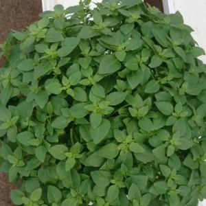 3 Greek Basil Live Plants – 5-8