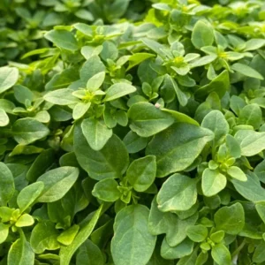 3 Greek Basil Live Plants – 5-8" Tall Culinary Herb with Root Balls - Image 2