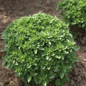 3 Greek Basil Live Plants – 5-8