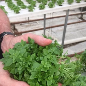 3 Greek Basil Live Plants – 5-8