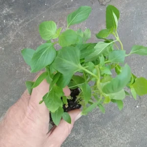 3 Greek Basil Live Plants – 5-8