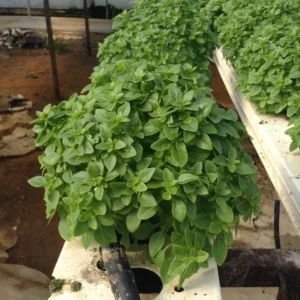 3 Greek Basil Live Plants – 5-8