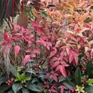 3 Gulf Stream Heavenly Bamboo Bare Root Plants 6-12in Tall - Nandina domestica Shrub - Image 2