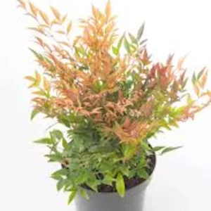 3 Gulf Stream Heavenly Bamboo Bare Root Plants 6-12in Tall - Nandina domestica Shrub - Image 3