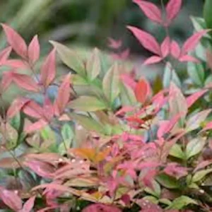 3 Gulf Stream Heavenly Bamboo Bare Root Plants 6-12in Tall - Nandina domestica Shrub - Image 4