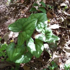 3 Heartleaf Ginger Bare Roots - Organic Hexastylis Arifolia Woodland Plant - Image 7