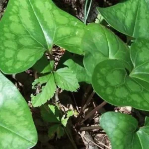 3 Heartleaf Ginger Bare Roots - Organic Hexastylis Arifolia Woodland Plant - Image 9