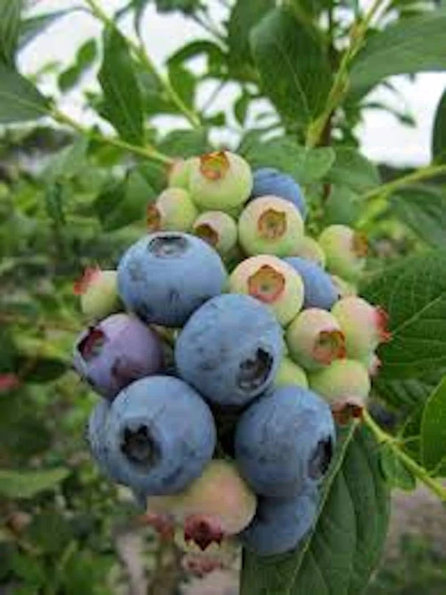 3 Heintooga Blueberry Starter Plug - Vaccinium formosum x - Live Plant - USDA Zones 4-10 - Image 2