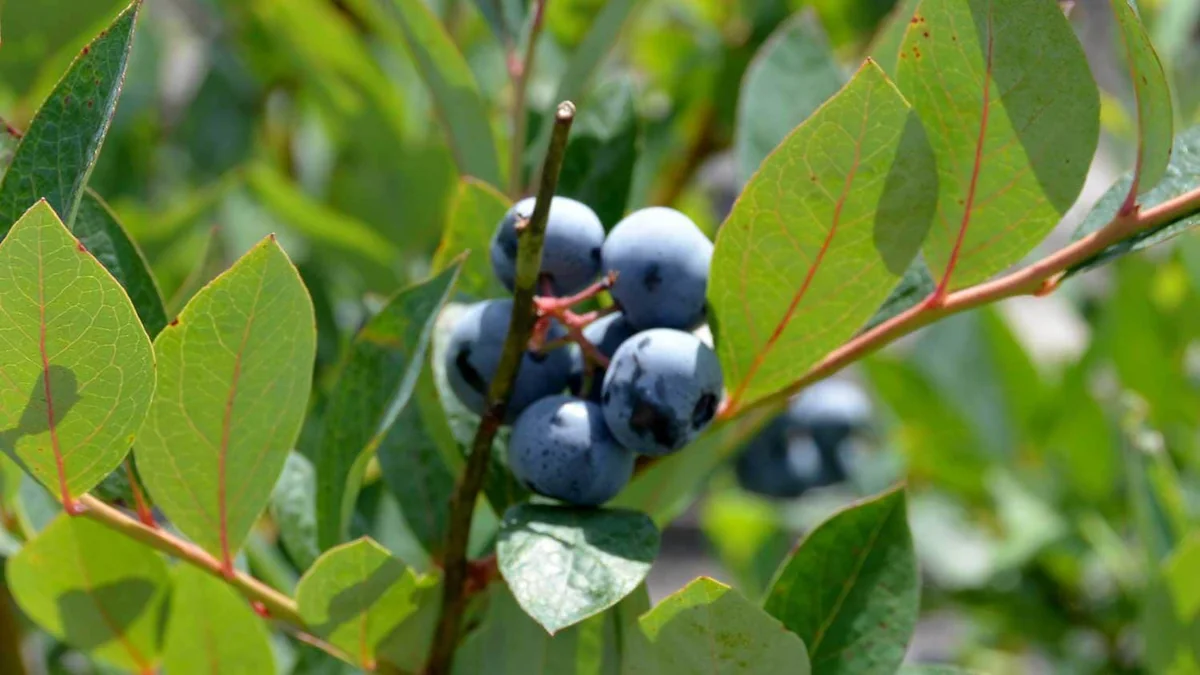 3 Heintooga Blueberry Starter Plug - Vaccinium formosum x - Live Plant - USDA Zones 4-10 - Image 3