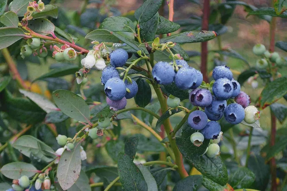 3 Heintooga Blueberry Starter Plug - Vaccinium formosum x - Live Plant - USDA Zones 4-10 - Image 5