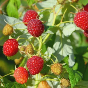 3 Heritage Red Raspberry Starter Plugs - Rubus idaeus - Bare Root Live Plant - Everbearing Outdoor - Image 5