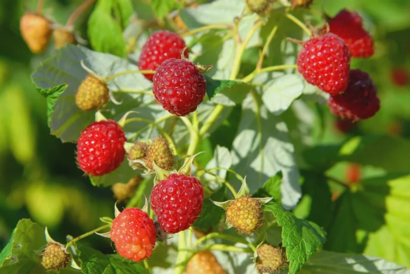 Heritage Red Raspberry Plant - Live Bare Root Starter Plug