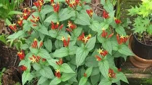3 Indian Pinkroot Bare Root Plants Spigelia Marilandica Wildflower Perennial - Image 3