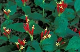 3 Indian Pinkroot Bare Root Plants Spigelia Marilandica Wildflower Perennial - Image 4