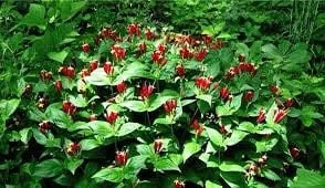 3 Indian Pinkroot Bare Root Plants Spigelia Marilandica Wildflower Perennial - Image 5
