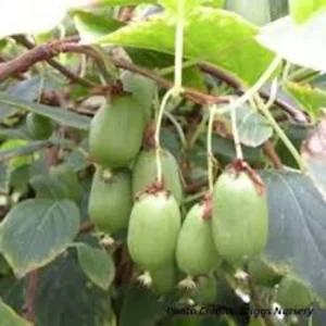 3 Issai Hardy Kiwi Live Plant - Self-Pollinating Fruit Vine Starter - USDA Zones 3-8 - Image 3