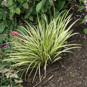 3 Japanese Sweet Flag Grass 'Ogon' Live Plants, 2.5-inch Pots, Aquatic Perennial - Image 1