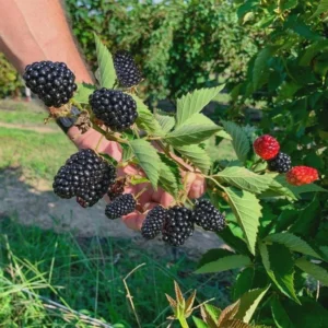 3 Kiowa Blackberry Starter Plug Live Plant - Large Fruit, Zone 6-9 Outdoor - Image 1