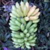 3 Lakatan Banana Starter Plugs - Musa acuminata 'Lakatan' Live Plant - Image 1