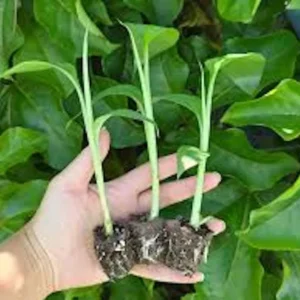 3 Lakatan Banana Starter Plugs - Musa acuminata 'Lakatan' Live Plant - Image 7