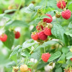 3 Latham Red Raspberry Starter Plug - Rubus idaeus - Cold Hardy Summer Bearing Berry Plant - Image 3