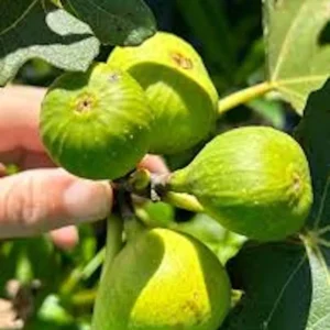 3 Lattarula Fig Starter Plug - Italian Honey Ficus carica Live Plant - Image 2