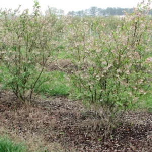 3 Legacy Blueberry Starter Plug Vaccinium corymbosum - Image 3